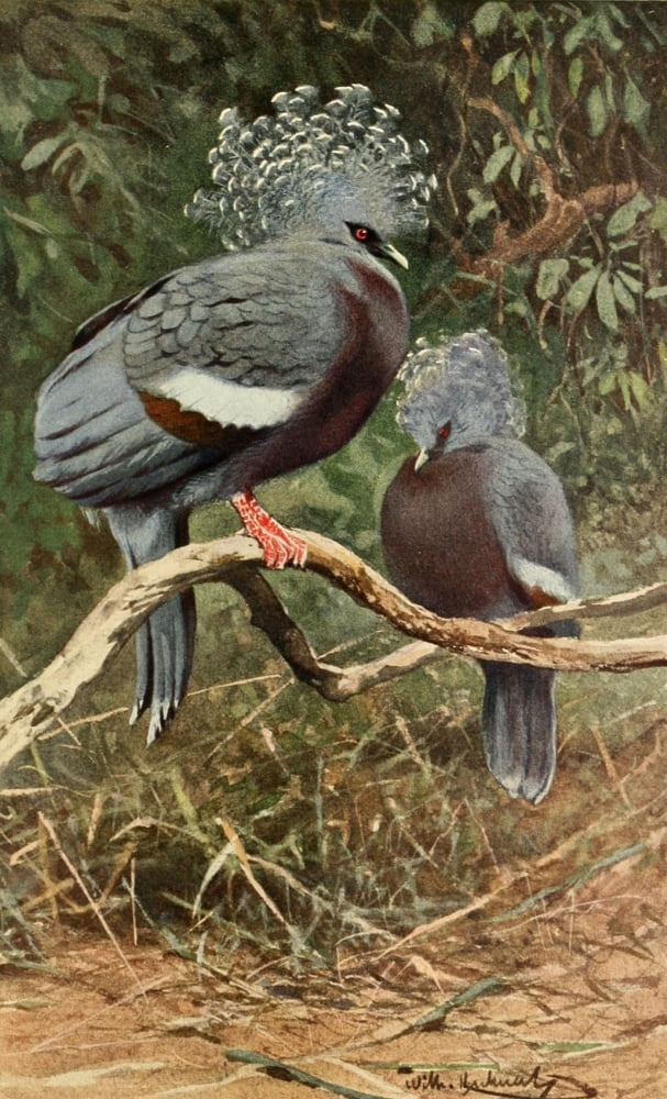 Brehms Tierleben 1911 Victoria Crowned Pigeon Canvas Art - FW Kuhnert (18 x 24)
