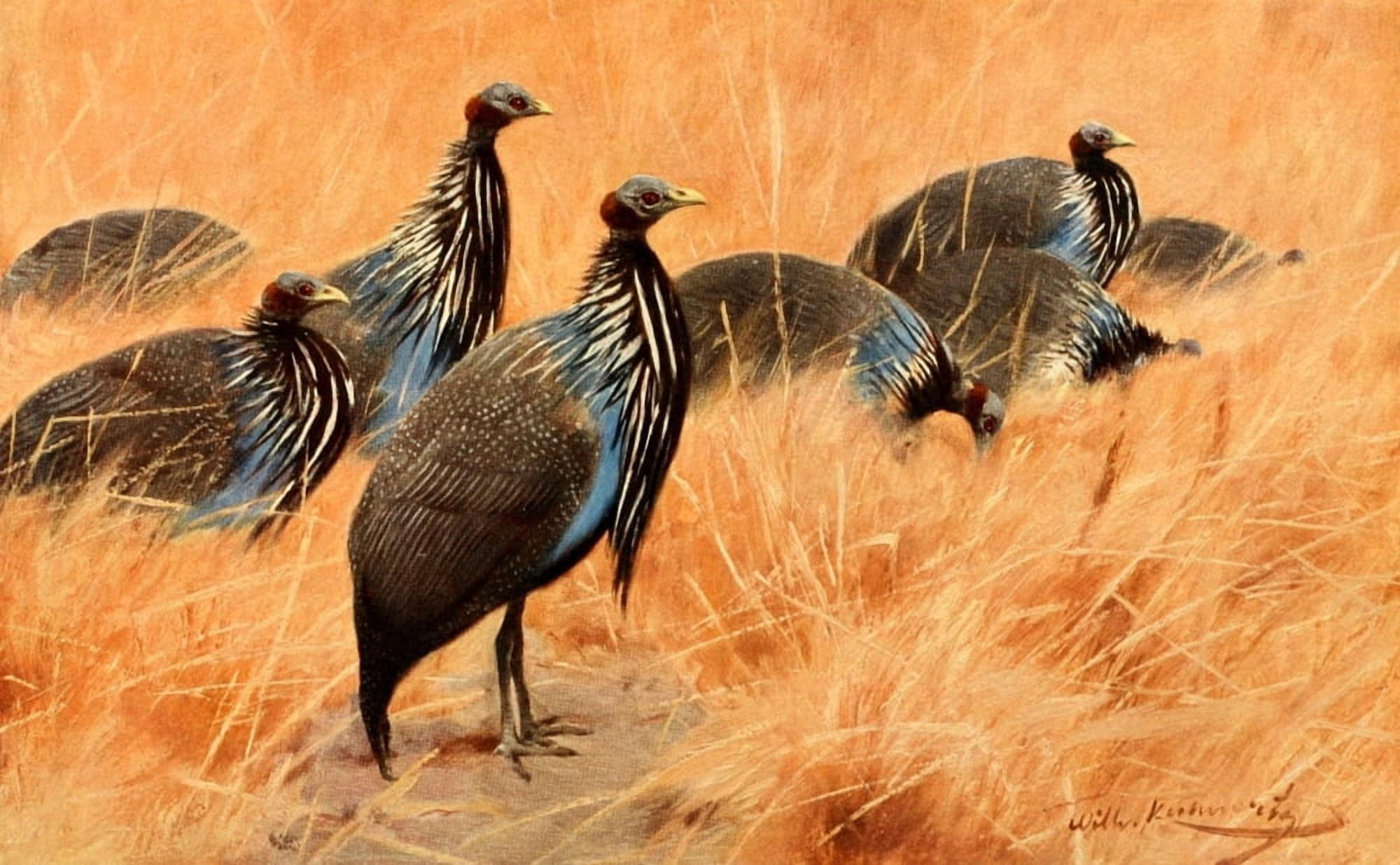 Brehms Tierleben 1911 Vulture Guinea-fowl Canvas Art - FW Kuhnert (18 x 24)