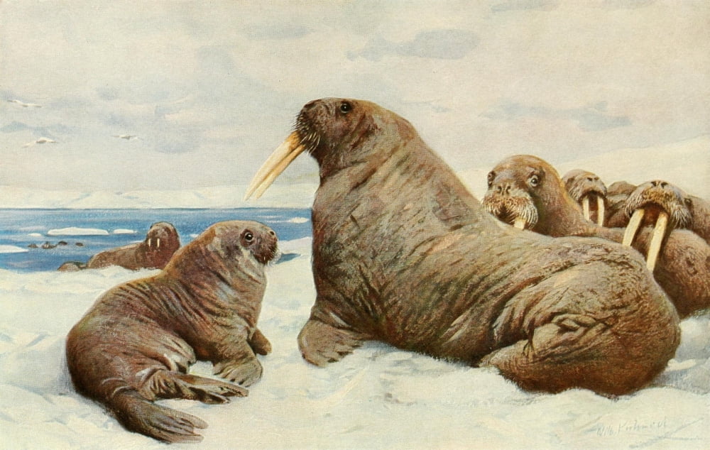 Brehms Tierleben 1911 Walrus Canvas Art - FW Kuhnert (18 x 24)