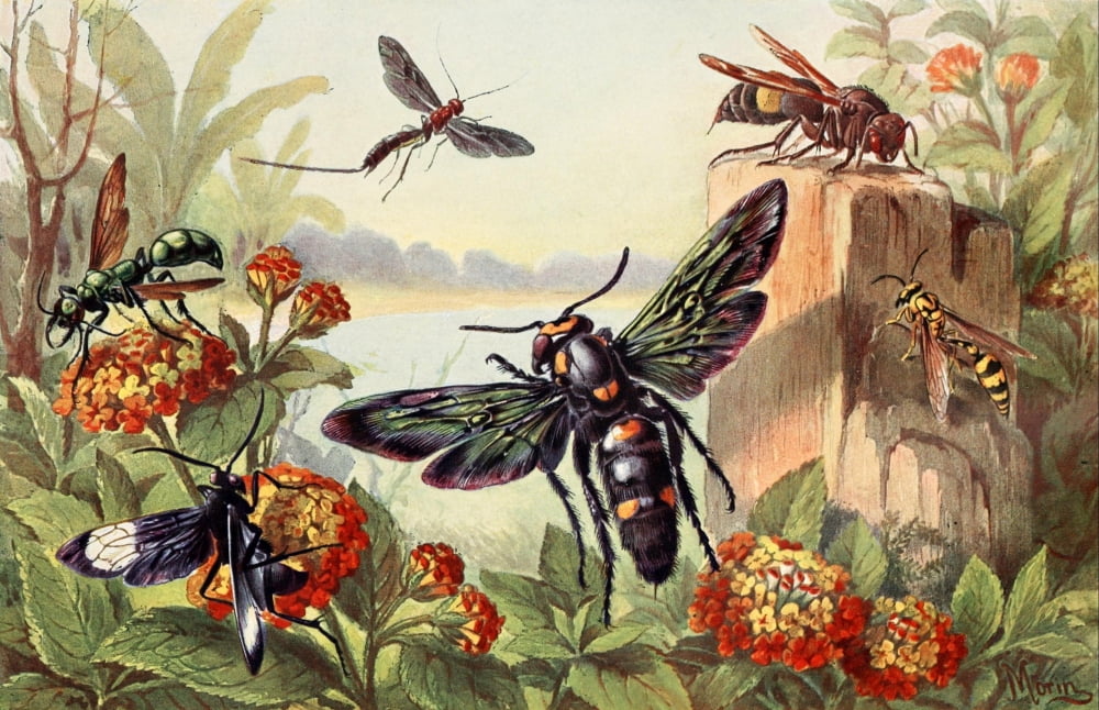 Brehms Tierleben 1911 Wasps of India Canvas Art - H Morin (24 x 36)