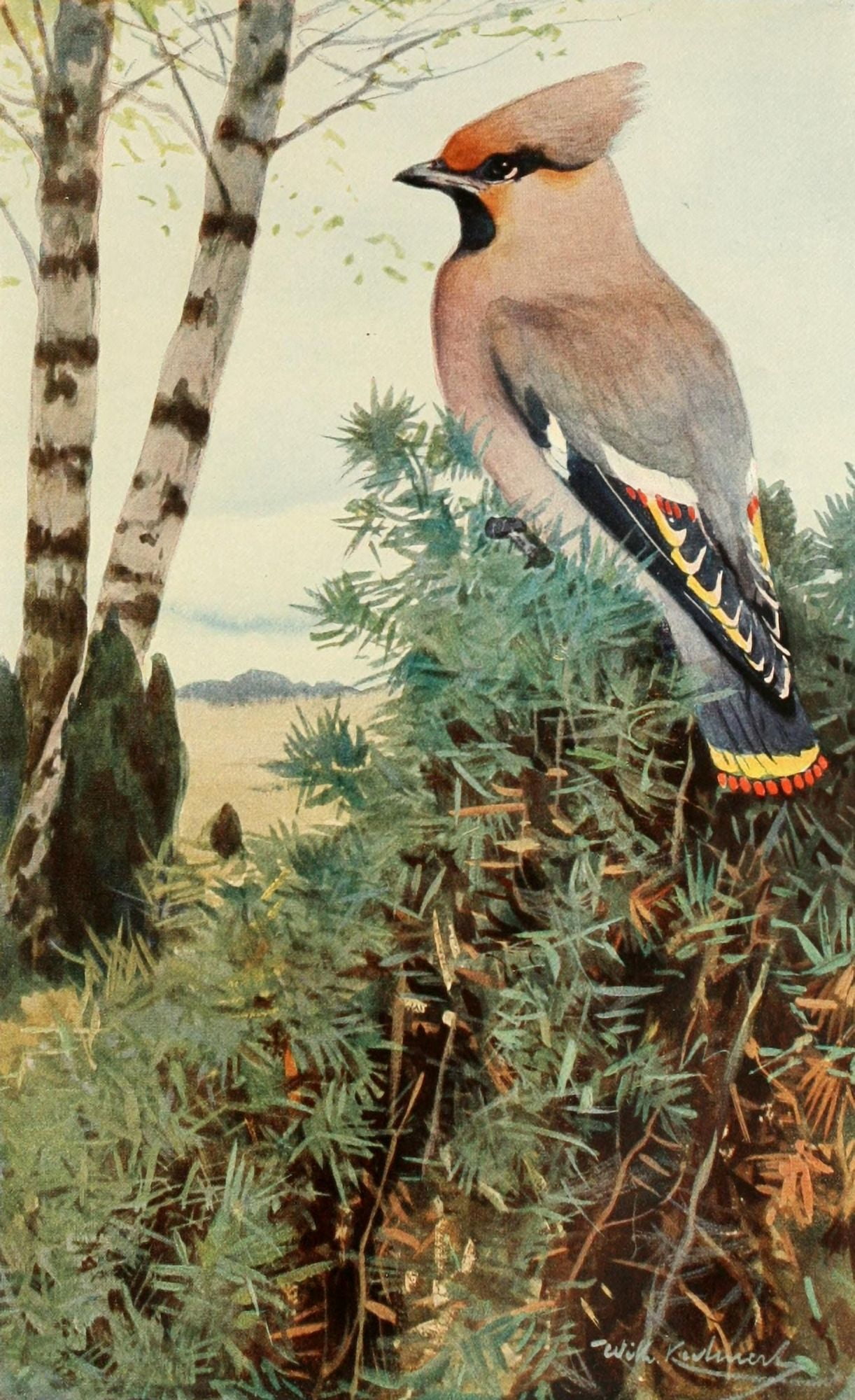 Brehms Tierleben 1911 Waxwing Canvas Art - FW Kuhnert (18 x 24)