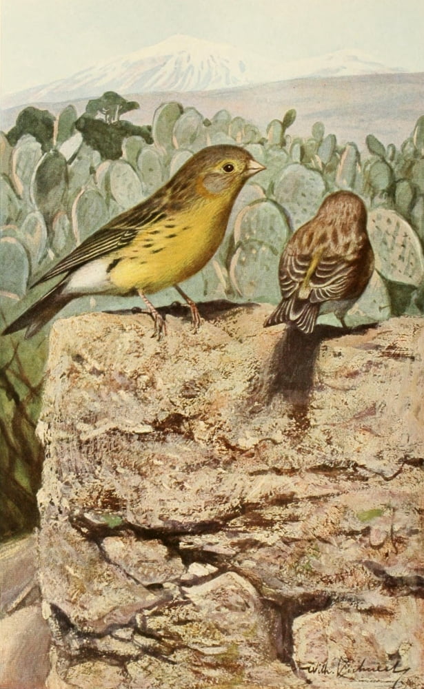Brehms Tierleben 1911 Wild Canaries Canvas Art - FW Kuhnert (18 x 24)