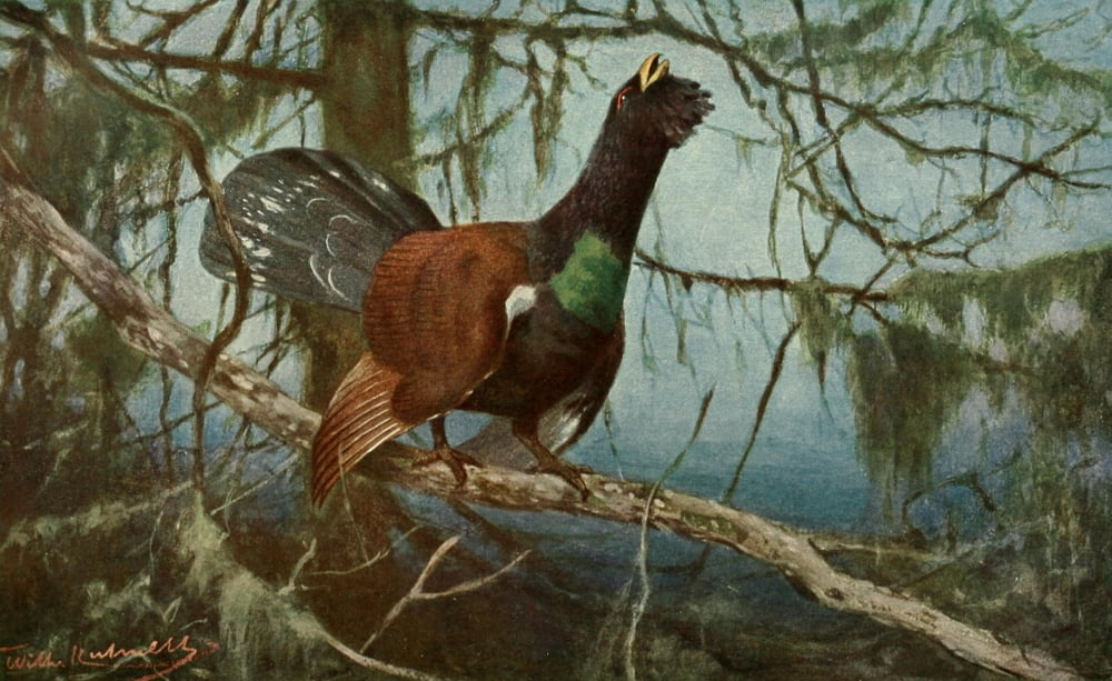 Brehms Tierleben 1911 Wood Grouse Canvas Art - FW Kuhnert (18 x 24)