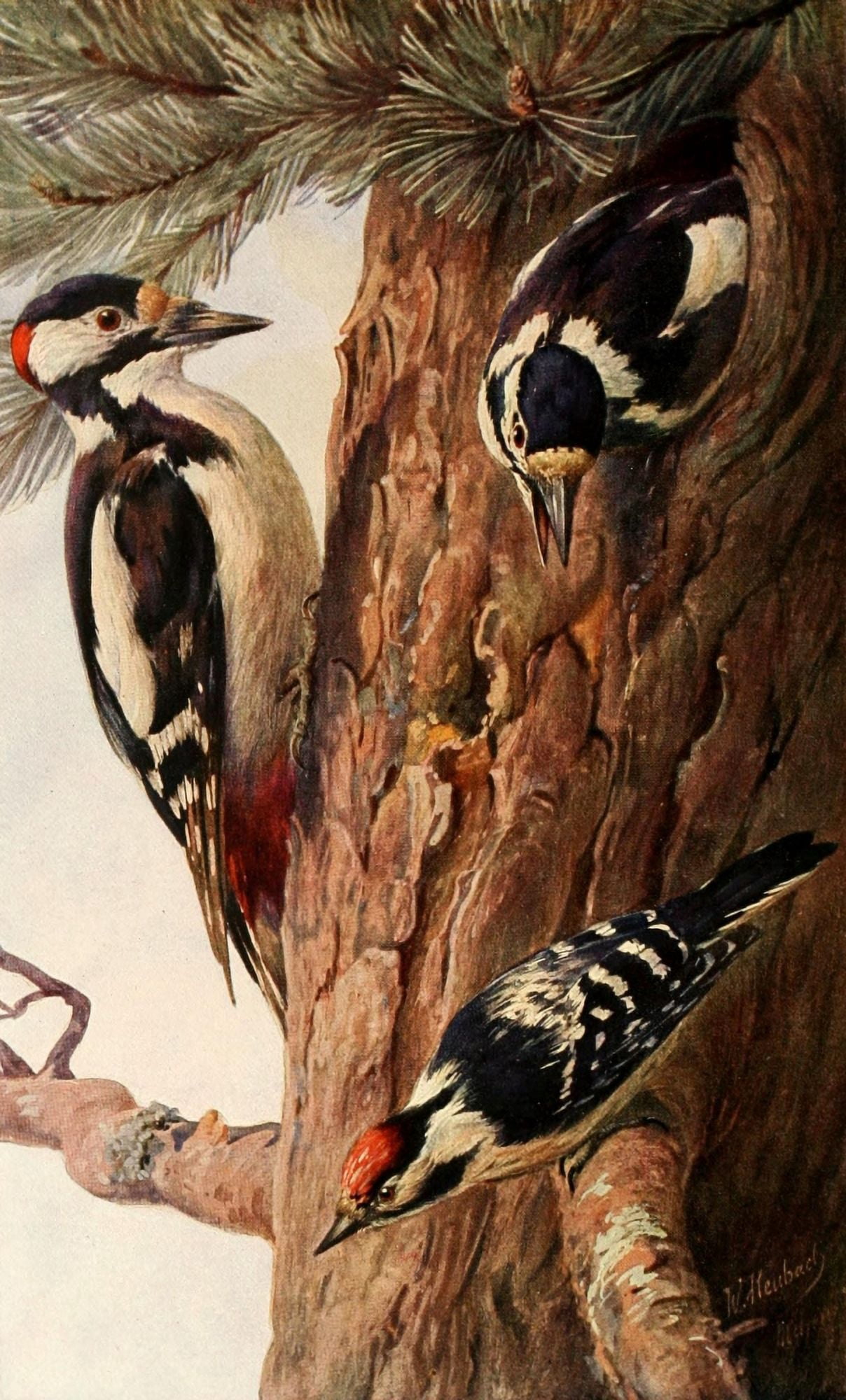 Brehms Tierleben 1911 Woodpeckers Canvas Art - FW Kuhnert (24 x 36)