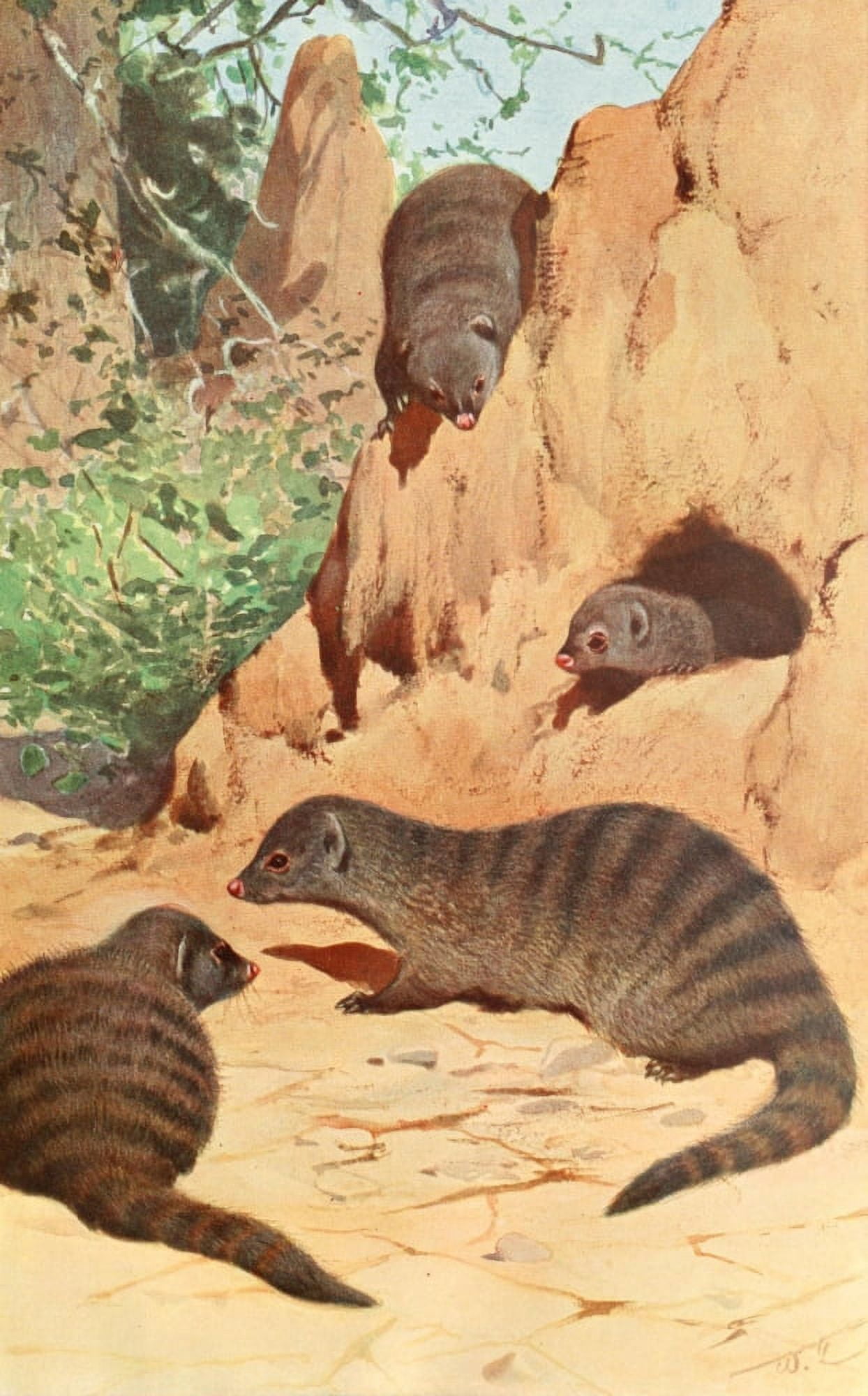 Brehms Tierleben 1911 Zebra Mongoose Canvas Art - FW Kuhnert (18 x 24)