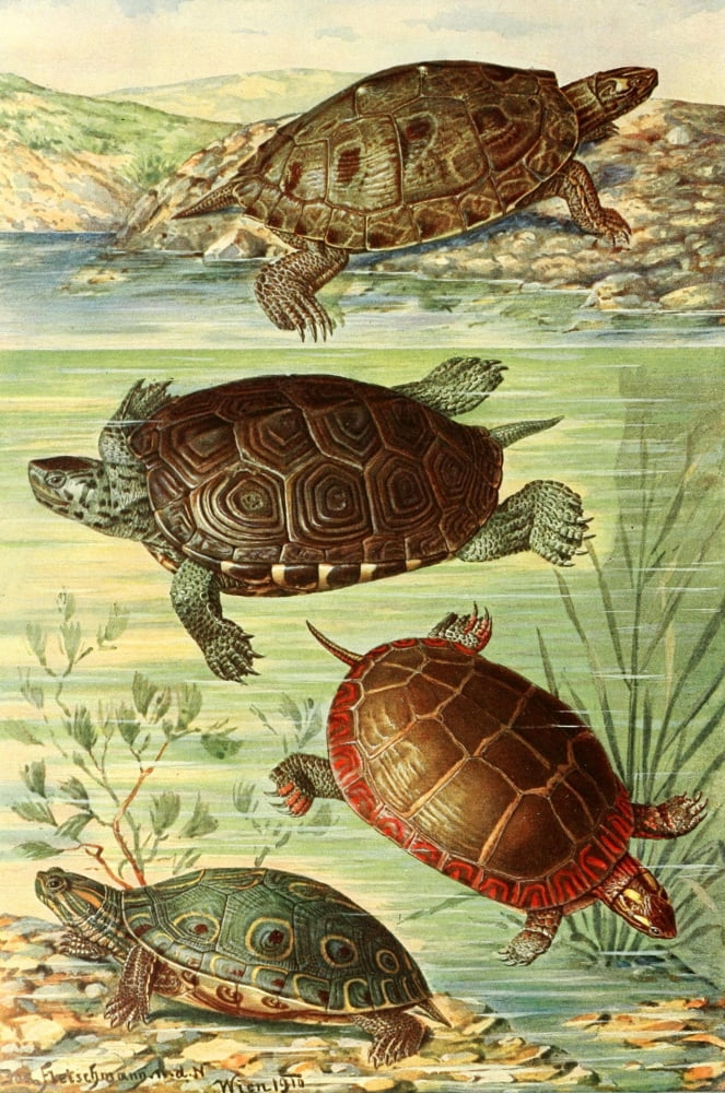 Brehms Tierleben 1913 American Turtles Canvas Art - Josef Fleischmann (24 x 36)