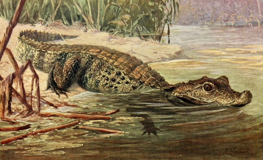 Brehms Tierleben 1913 Crocodile Canvas Art - Walter Heubach (24 x 36)
