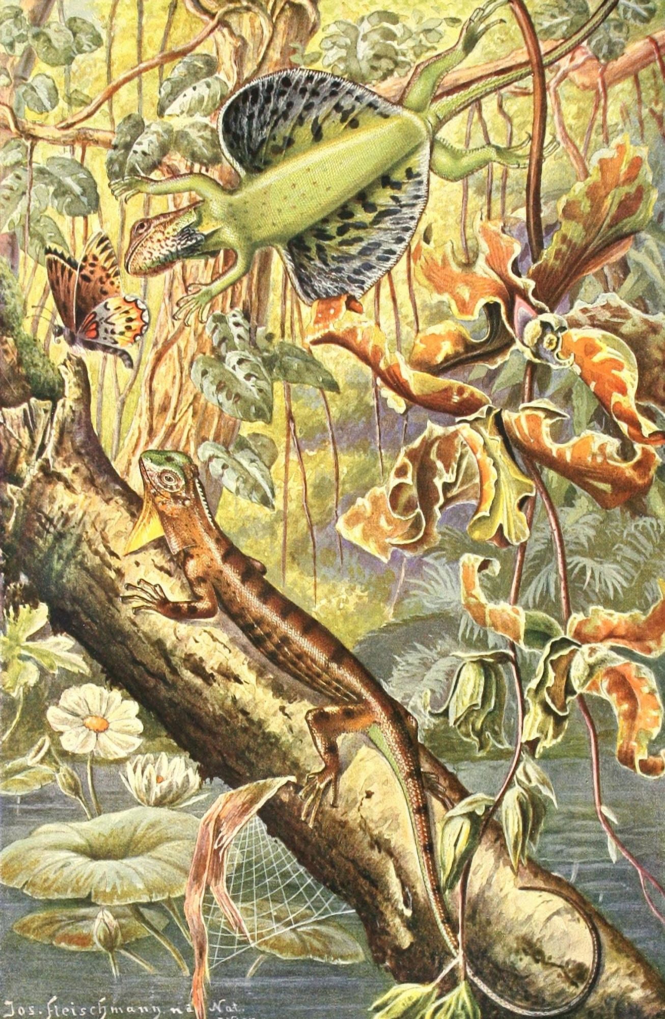 Brehms Tierleben 1913 Flying Dragon Canvas Art - Josef Fleischmann (18 x 24)