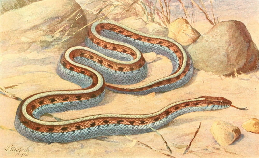 Brehms Tierleben 1913 Garter Snake Canvas Art - Walter Heubach (18 x 24)
