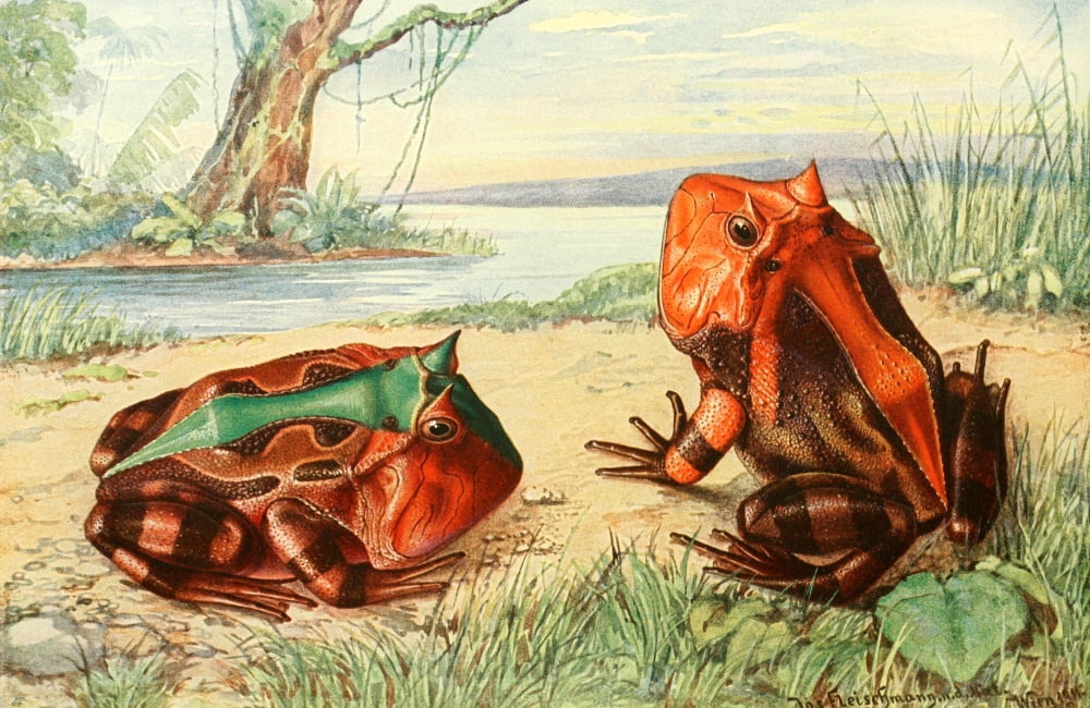 Brehms Tierleben 1913 Horned Toad Canvas Art - Josef Fleischmann (24 x 36)