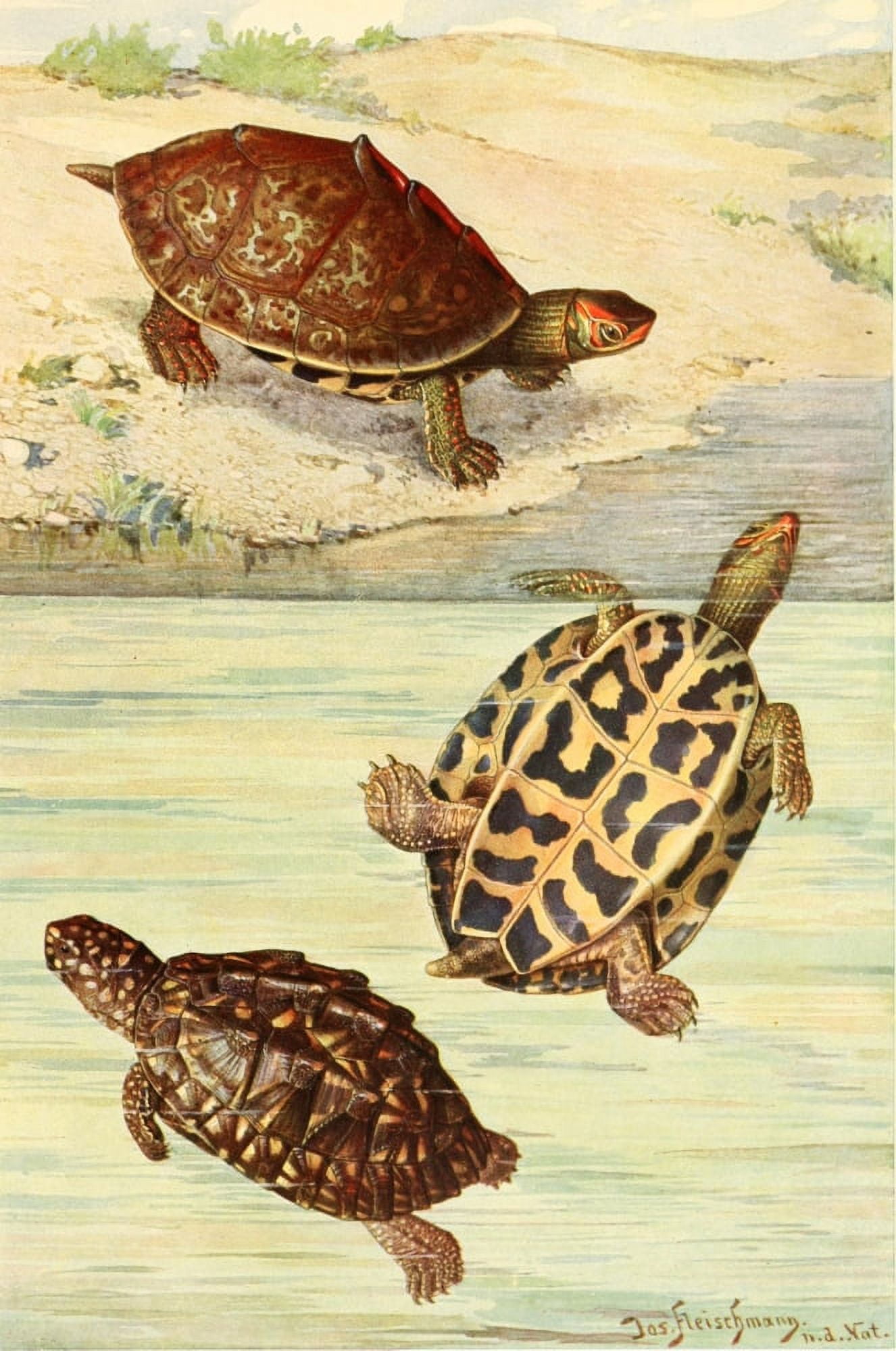 Brehms Tierleben 1913 Indian Turtles Canvas Art - Josef Fleischmann (18 x 24)
