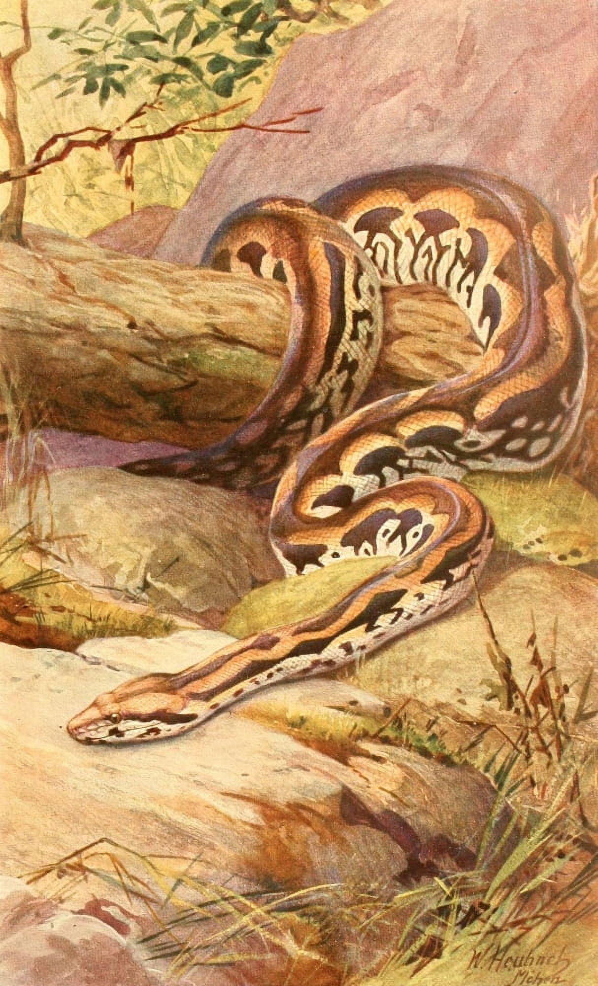 Brehms Tierleben 1913 Madagascan Boa Canvas Art - Walter Heubach (18 x 24)