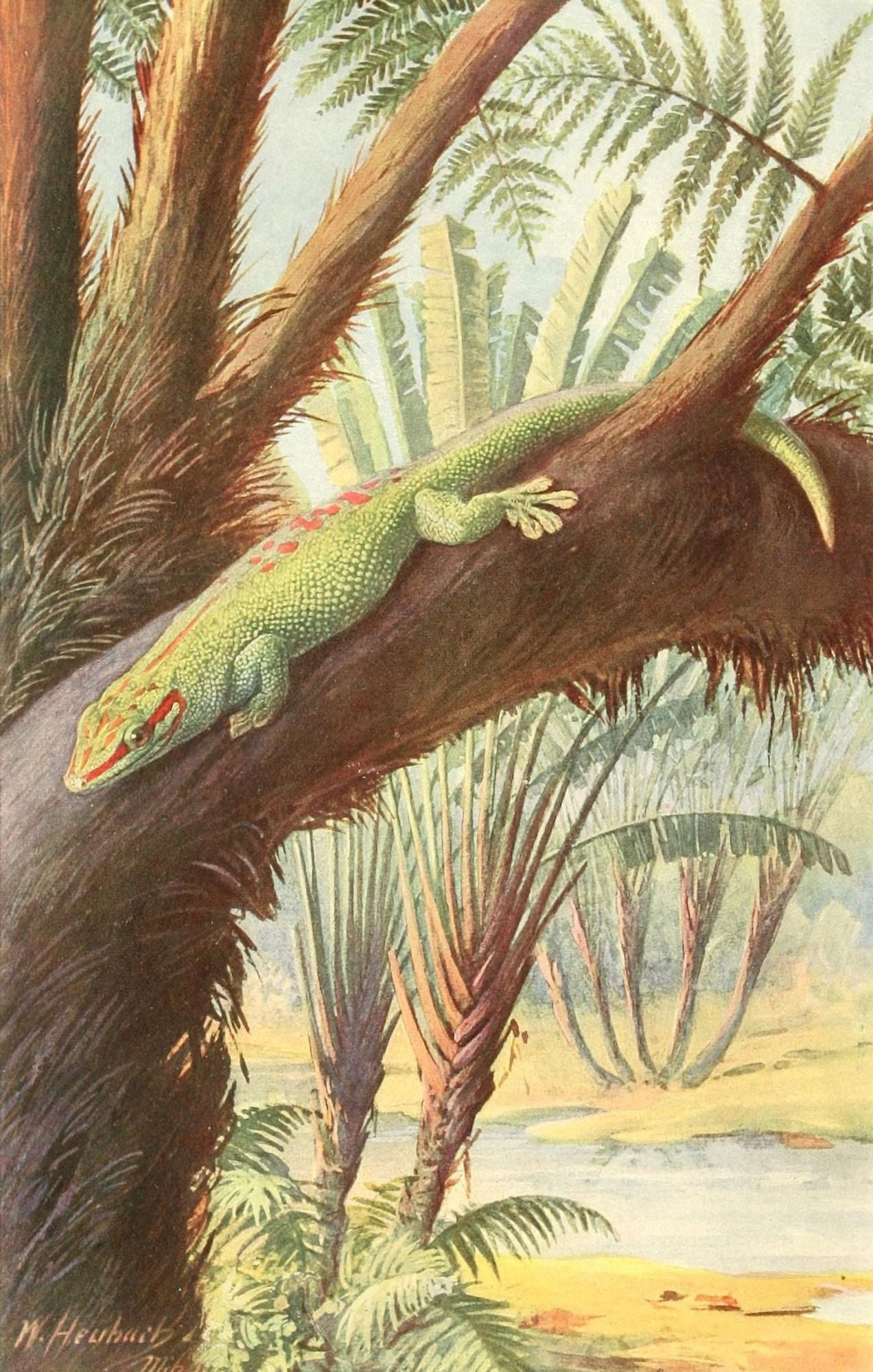 Brehms Tierleben 1913 Madagascan Gecko Canvas Art - Walter Heubach (18 x 24)