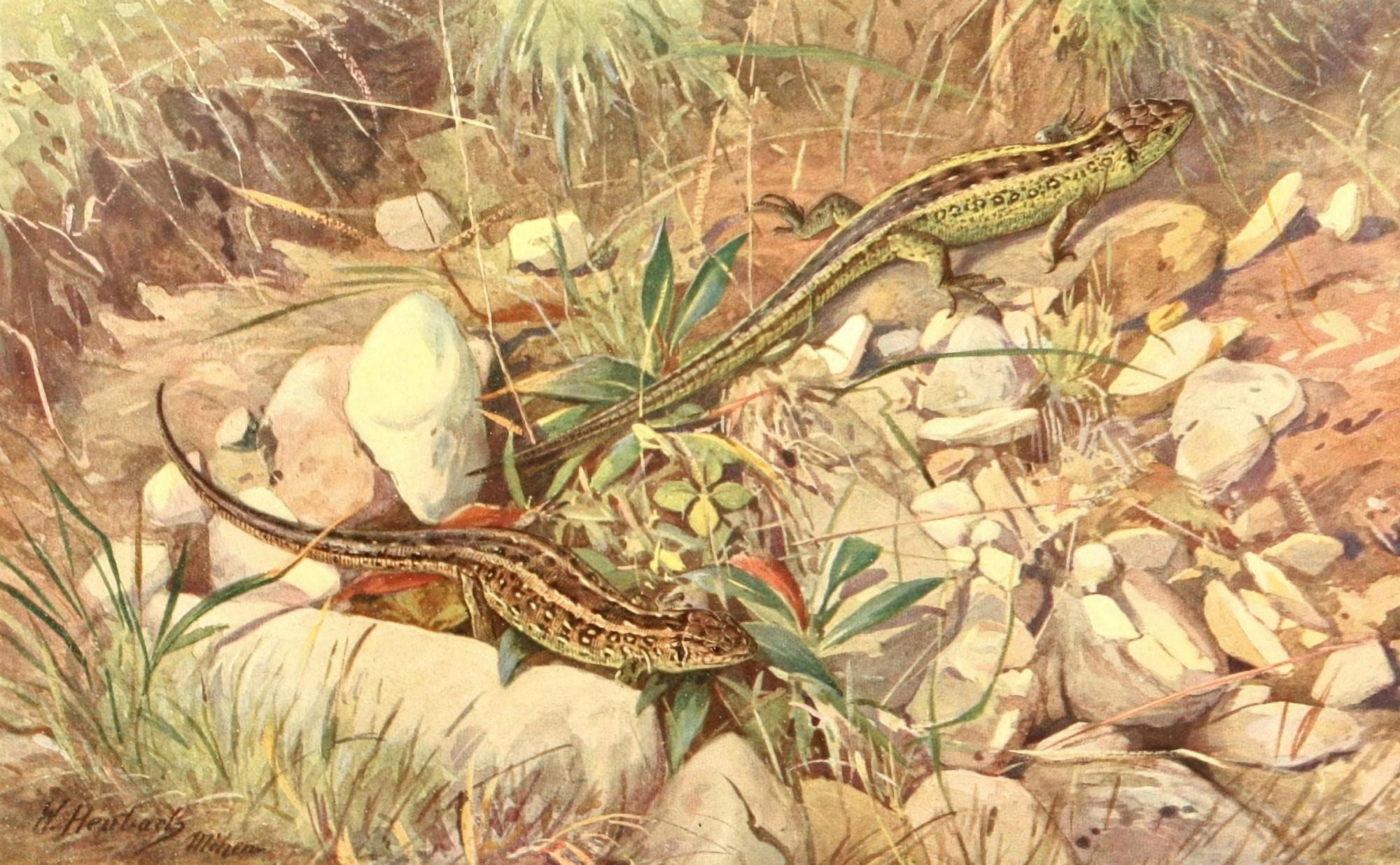 Brehms Tierleben 1913 Sand Lizard Canvas Art - Walter Heubach (24 x 36)