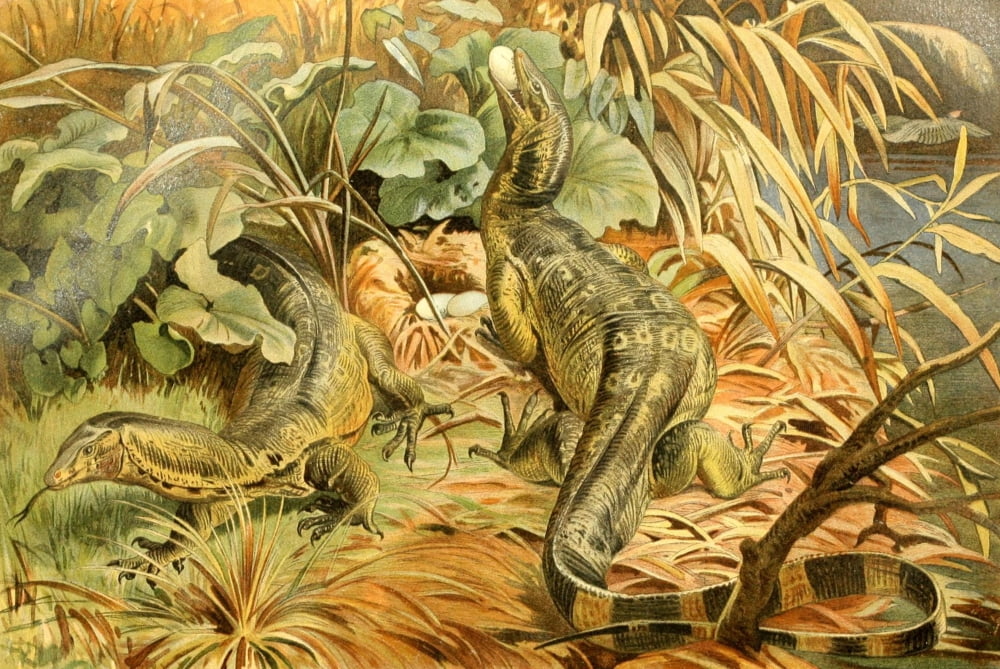 Brehms Tierleben 1913 Water Monitor Canvas Art - Unknown (18 x 24)