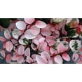 thumbnail image 1 of Breynia Disticha Roseopicta Snowbush  10 Live Plants  Ornamental Shrub, Perfect for Indoor & Outdoor Landscaping  Drought Tolerant, Low-Maintenance, Easy-to-Grow Plant, 1 of 9
