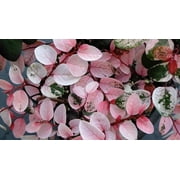 Breynia Disticha Roseopicta Snowbush 20 Live Plants Ornamental Shrub, Perfect for Indoor & Outdoor Landscaping Drought Tolerant, Low-Maintenance, Easy-to-Grow Plant