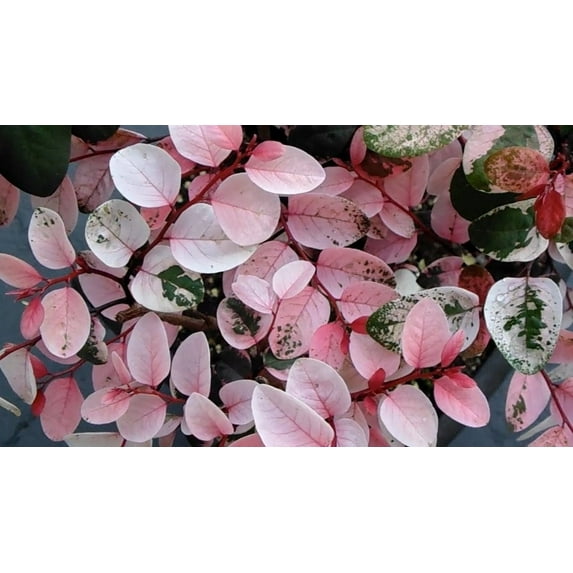 Breynia Disticha Roseopicta Snowbush 3 Live Plants Ornamental Shrub, Perfect for Indoor & Outdoor Landscaping Drought Tolerant, Low-Maintenance, Easy-to-Grow Plant