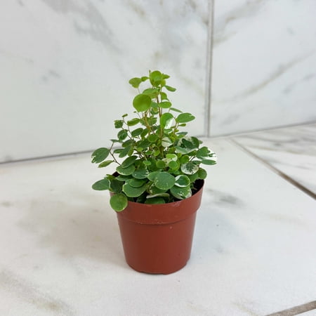Breynia Nivosa Mini Snowbush, 2" Plant