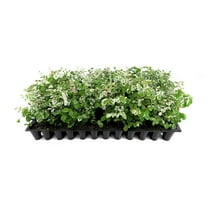 Breynia Snow Bush Key West | 10 Live Plants | Breynia disticha | Flowering Accent Plant | Sun Loving Garden Variety