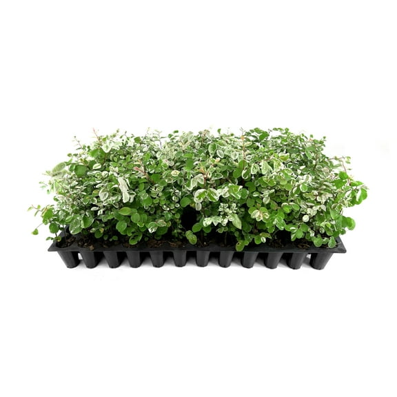 Breynia Snow Bush Key West | 10 Live Plants | Breynia disticha | Flowering Accent Plant | Sun Loving Garden Variety