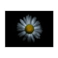 thumbnail image 1 of Brian Carson 'Backyard Flowers 31 Color Version' Canvas Art, 1 of 3