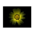 thumbnail image 1 of Brian Carson 'Backyard Flowers 78 Color Version' Canvas Art, 1 of 3