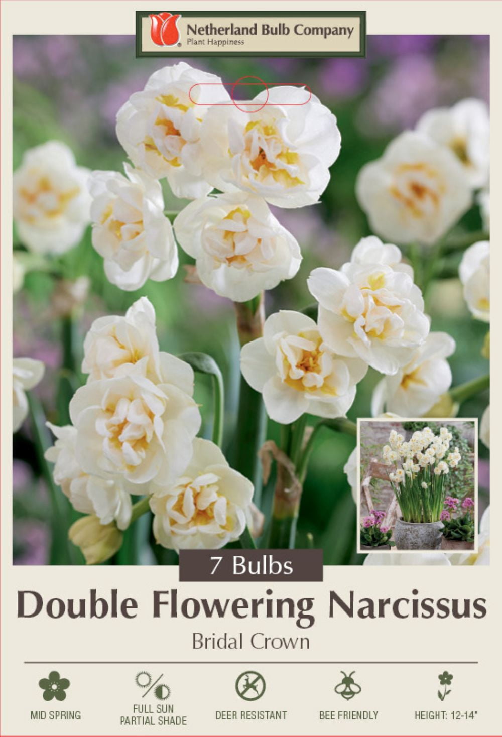 Bridal Crown Daffodil - Double Flowering Narcissus- 14/16cm Bulbs - 7 ...