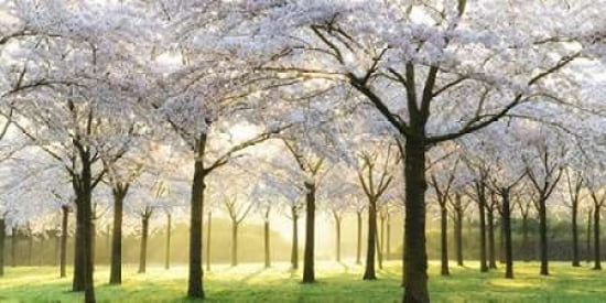 Bridal Trees Canvas Art - Lars Van de Goor (10 x 20)