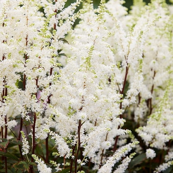 Bridal Veil Astilbe Flower Bulbs - Attracts Butterflies and Hummingbirds - Deer Resistant - Naturalizing - Perennializing