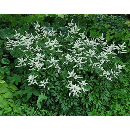 Bridal Veil Astilbe - Gallon Pot - Shade Perennial - False Spirea - Live Plant