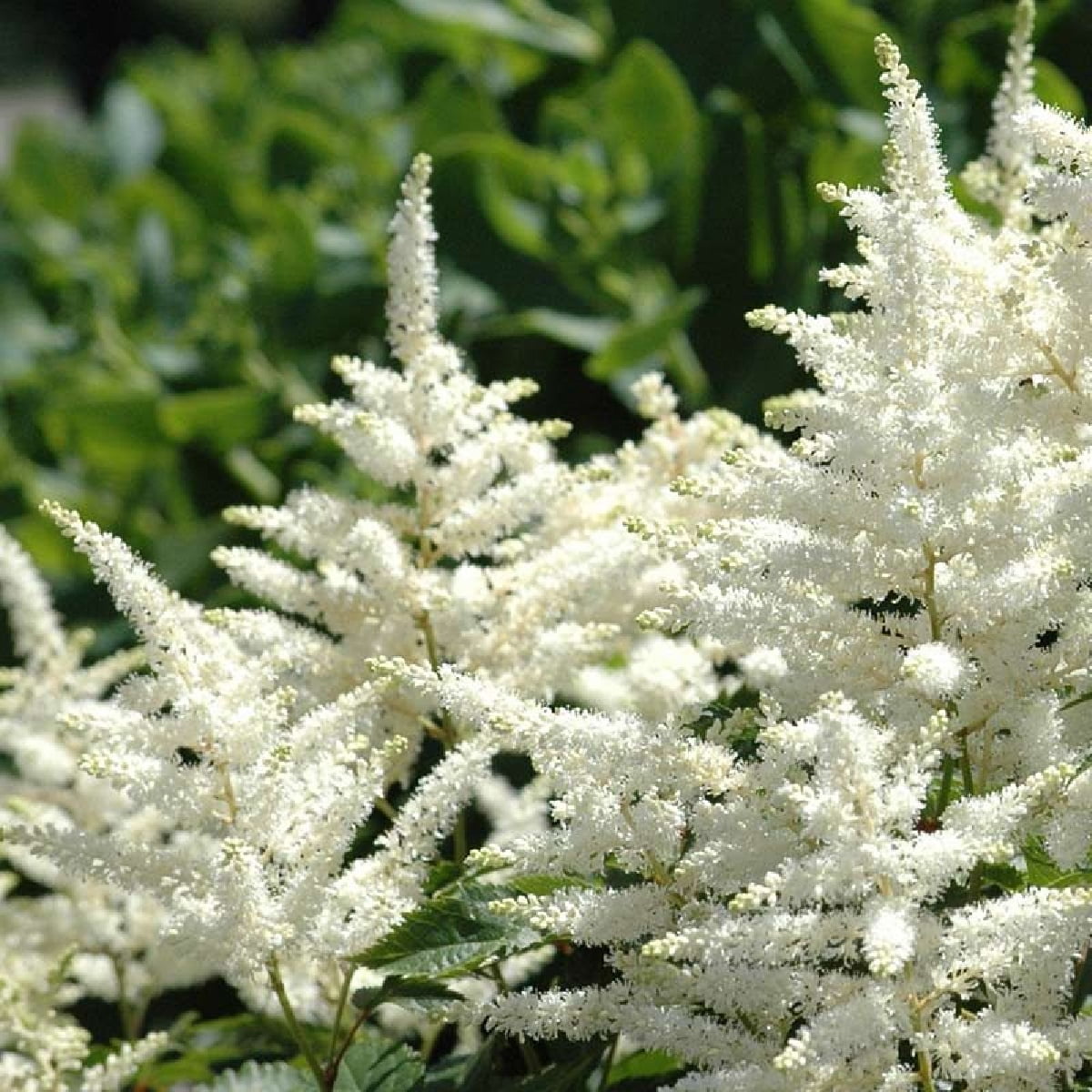 Bridal Veil Astilbe Shade Perennial False Spirea Quart Pot
