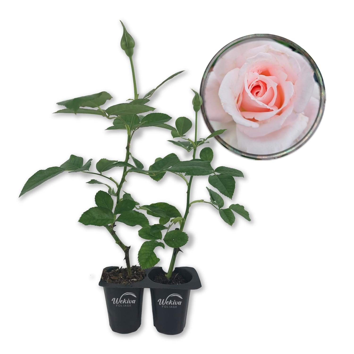 Brides Dream Rose Bush - 2 Live Starter Plants in 2 Inch Pots ...