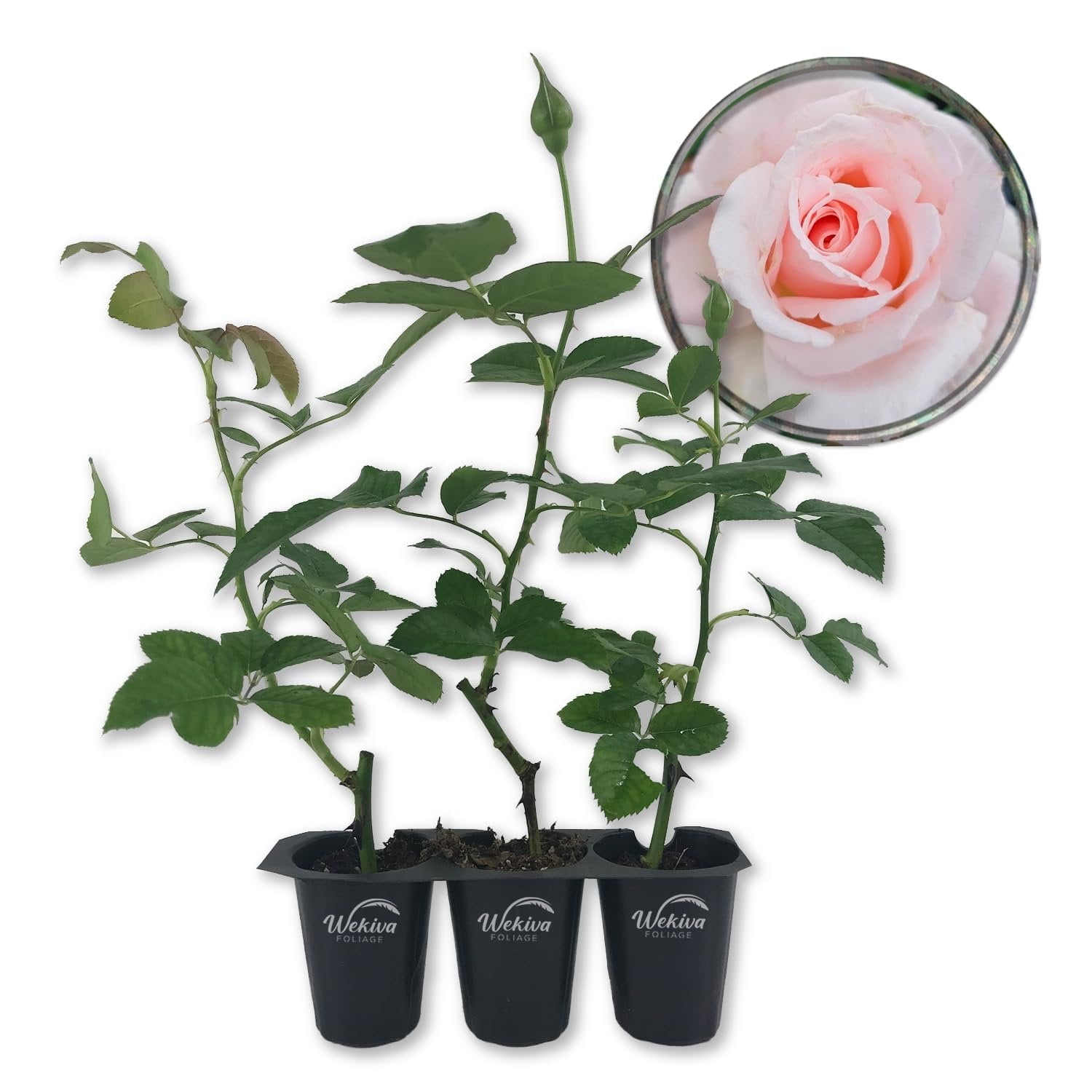 Brides Dream Rose Bush - 3 Live Starter Plants in 2 Inch Pots - Beautifully Fragrant Hybrid Tea Rose from Florida - A Versatile Beauty with a Rich Fragrance
