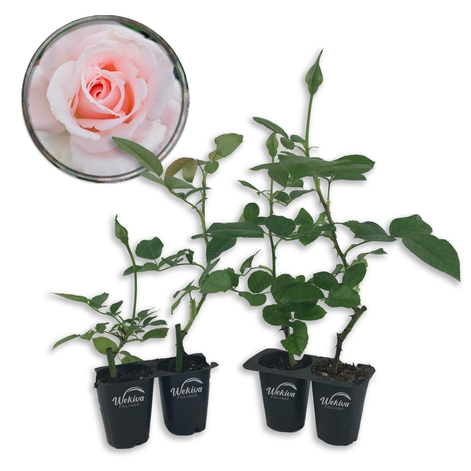 Brides Dream Rose Bush - 4 Live Starter Plants in 2 Inch Pots - Beautifully Fragrant Hybrid Tea Rose from Florida - A Versatile Beauty with a Rich Fragrance