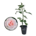 thumbnail image 1 of Brides Dream Rose Bush - Live Starter Plant in a 2 Inch Pot - Beautifully Fragrant Hybrid Tea Rose from Florida - A Versatile Beauty with a Rich Fragrance, 1 of 6