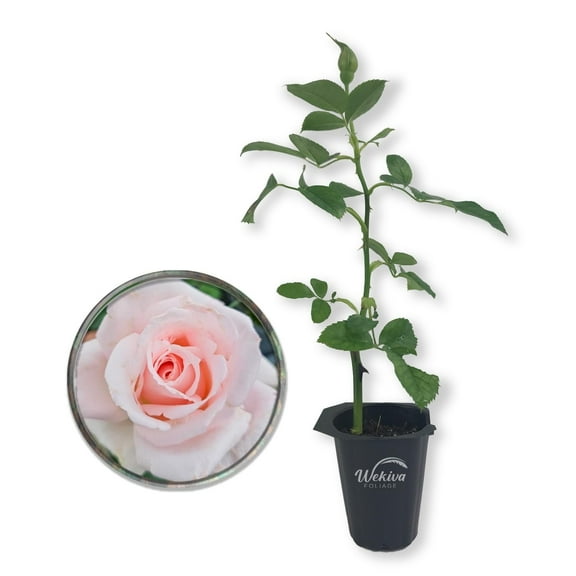 Brides Dream Rose Bush - Live Starter Plant in a 2 Inch Pot - Beautifully Fragrant Hybrid Tea Rose from Florida - A Versatile Beauty with a Rich Fragrance