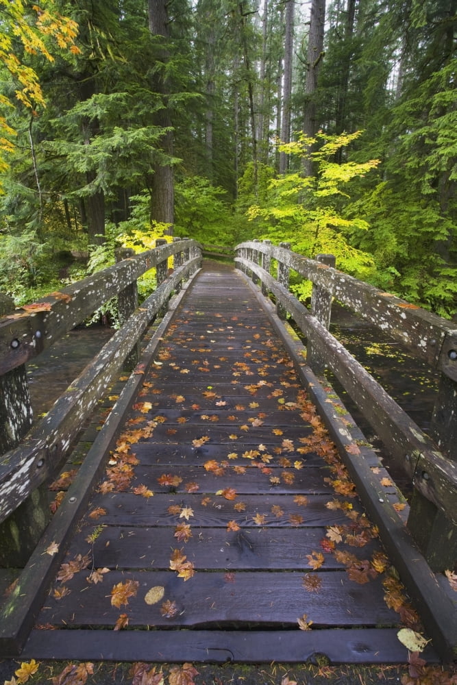 Bridge In A Park Canvas Art - Craig Tuttle Design Pics (12 x 19)
