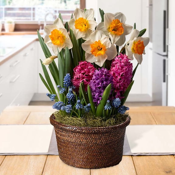 Bright Blooms Indoor Potted Bulb Garden - Simply Water and Flowers Open in 3-6 Weeks - Pleasantly Scented - Grows Well In Containers - Gift Ready Flower Bulbs