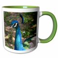 thumbnail image 1 of 3drose, Bright Colored Peacock, 15oz Two-tone Green Mug, 1 of 6