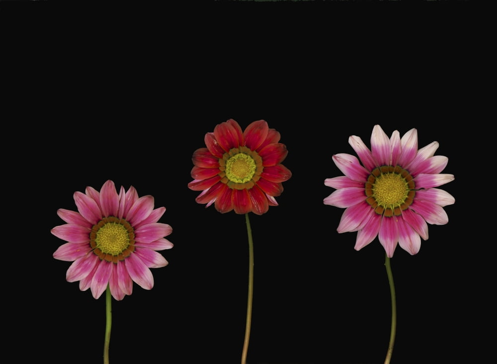 Bright Colorful Daisies Canvas Art - Deddeda Design Pics (32 x 24)