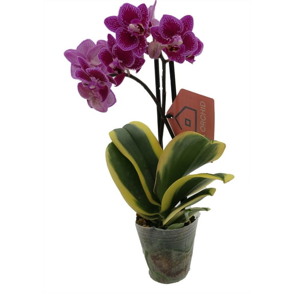 Bright Edge Moth Orchid Plant -Phalaenopsis - 3.5" Pot