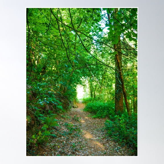 Bright Forest Track Poster Wall Art, Modern Wall Decor, 8x12 UNFRAMED