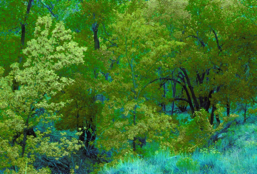 Bright Green Trees And Vegetation Canvas Art - Don Hammond Design Pics (17 x 11)