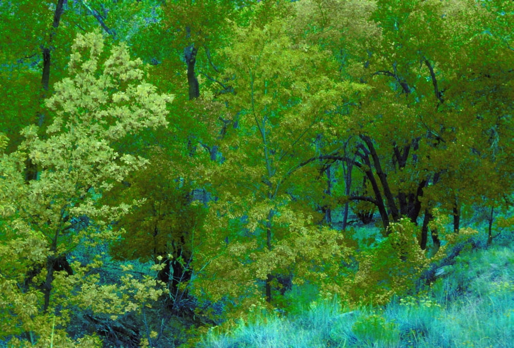 Bright Green Trees And Vegetation Canvas Art - Don Hammond Design Pics (34 x 22)
