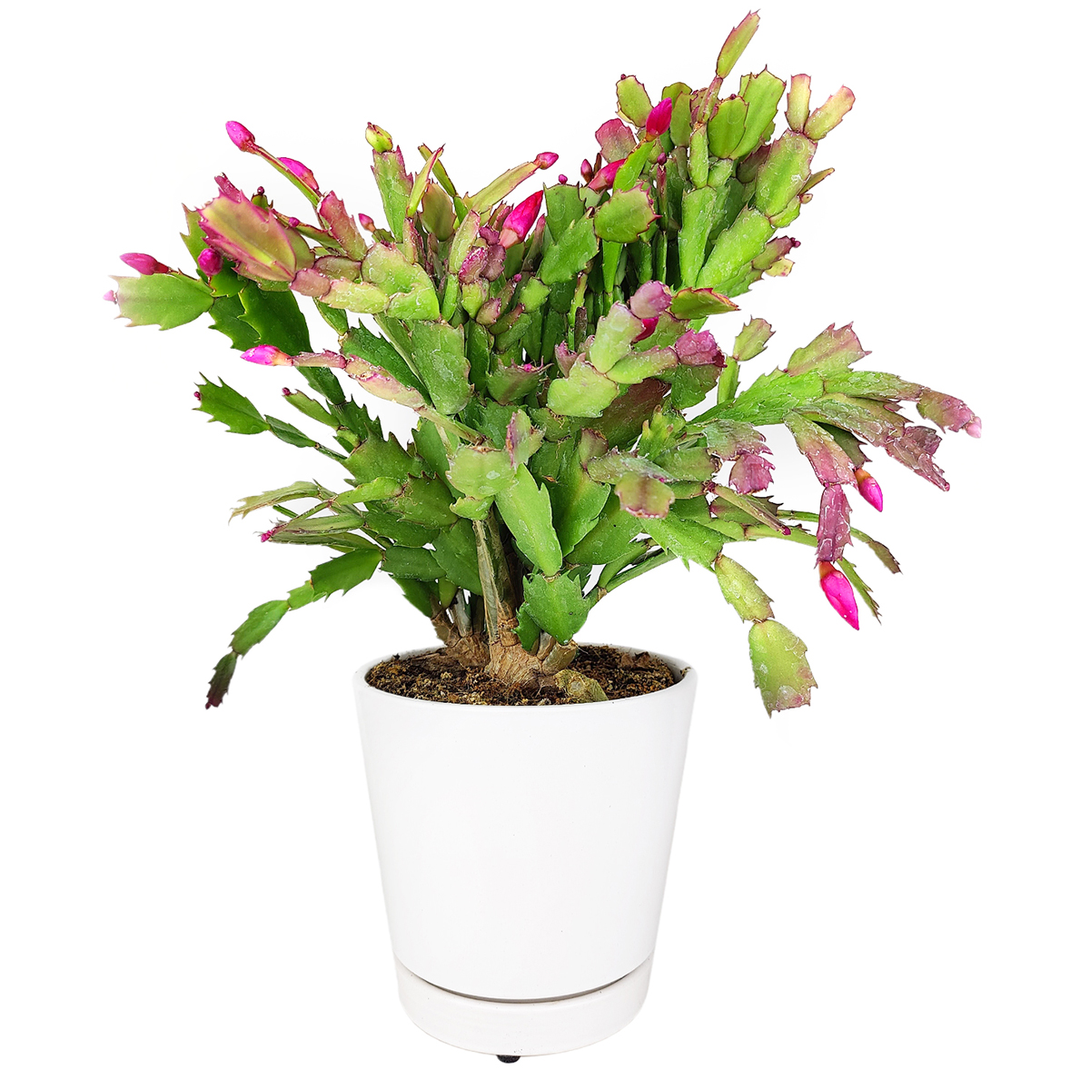 Live Holiday Schlumbergera Christmas Cactus Indoor Flowering Plant In Live Holiday Schlumbergera Christmas Cactus Indoor Flowering Plant In