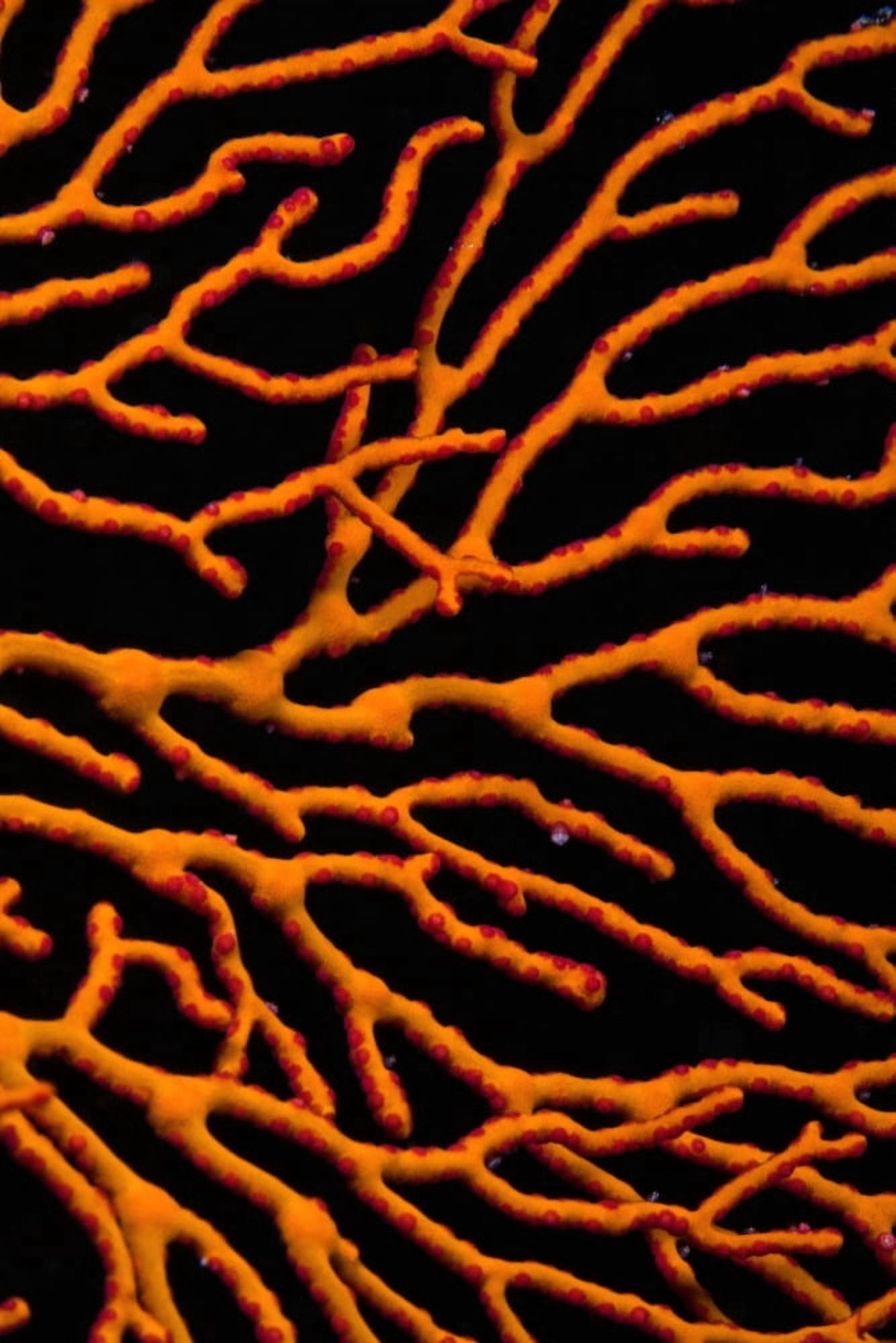 Bright Orange Coral Canvas Art - Carson Ganci Design Pics (12 x 19)