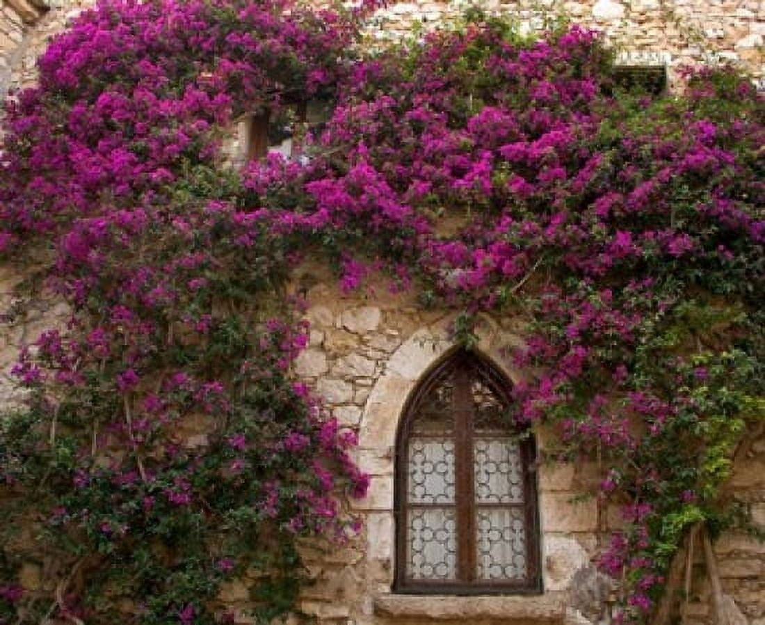 Bright Pink Bougainvillea Eze France Canvas Art - Jaynes Gallery DanitaDelimont (26 x 21)