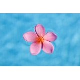 Turqoise Neon Bright Pink Plumeria Floating In Turquoise Water Canvas Art - Ron ...