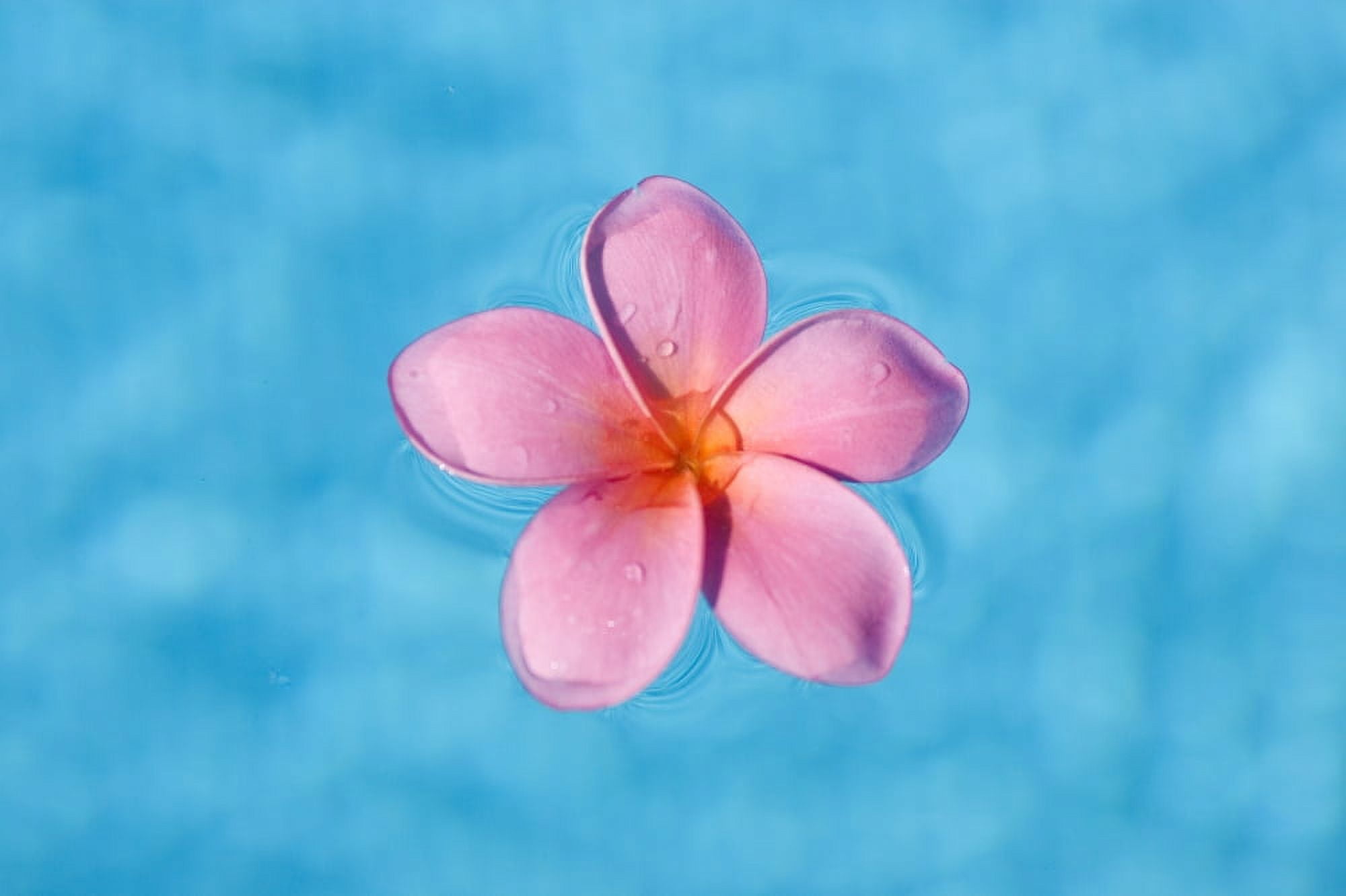 Bright Pink Plumeria Floating In Turquoise Water Canvas Art - Ron Dahlquist Design Pics (34 x 22)